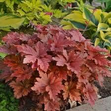 Brown Red Hibiscus Flower Seeds – Premium Quality Heirloom & NonGMO Seeds for Home Garden
Sale for planting in home garden