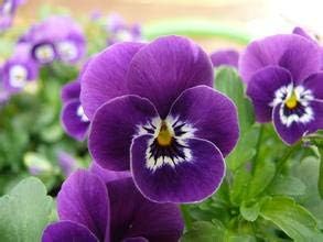 Black Succulent Flower Seeds Drought Tolerant Heirloom & GMO Free Seeds for Home Garden
Sale for planting in home garden