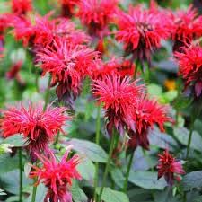 Mondarda Didyma Flower seeds blooming in flower beds, containers, borders, and pollinator-friendly gardens