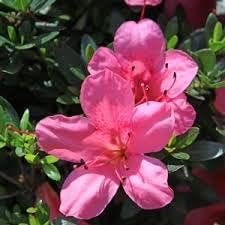 Pink Satsuki Azalea Flower seeds blooming in flower beds, containers, borders, and pollinator-friendly gardens
