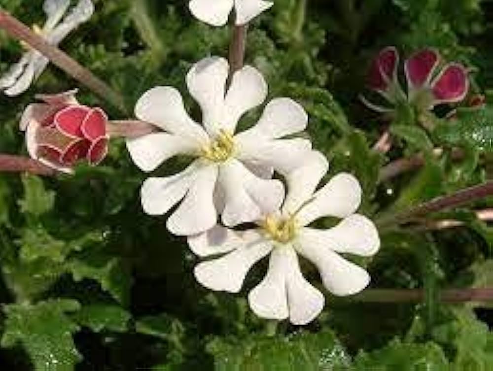 Night Blooming Zaluzianskya Phlox Flower Seeds