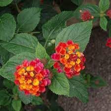 Heirloom Camara Flower seeds blooming in flower beds, containers, borders, and pollinator-friendly gardens