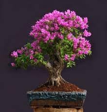 Lagerstroemia Indica Crape Flower seeds for Planting Cottage Garden Essential Heirloom & GMO Free Seeds for Home Garden
Sale for planting in home garden