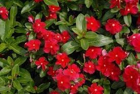 Heirloom Catharanthus Flower seeds for Planting Seasonal Bloomer Heirloom & GMO Free Seeds for Home Garden
Sale for planting in home garden