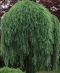 Weeping Larch Tree Seeds For Planting: Embrace The Elegance Of Unique Deciduous Trees In Your Garden