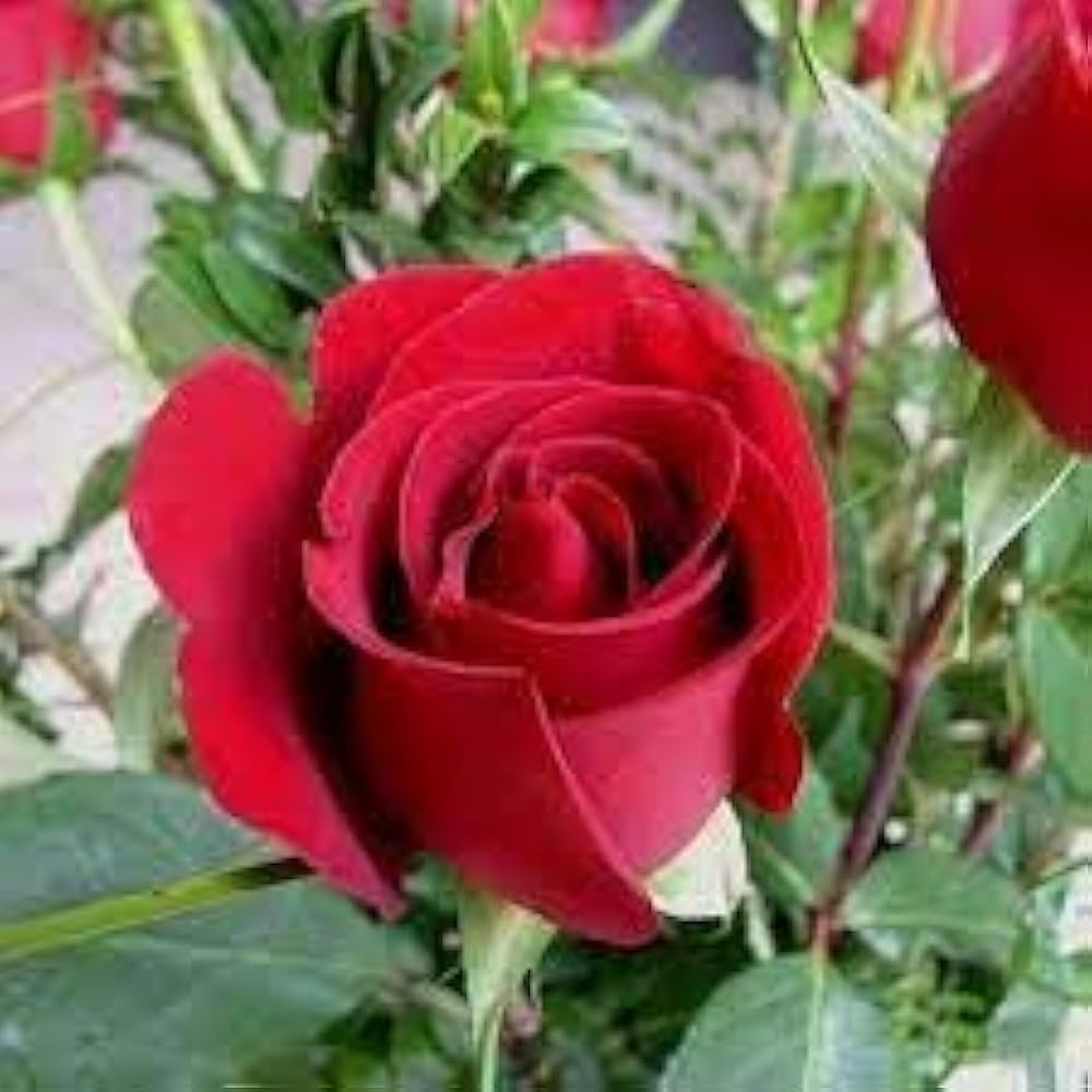 Red Away Rose Flower Seeds for Planting Sun Loving Heirloom & GMO Free Seeds for Home Garden
Sale