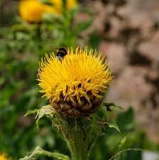 Centaurea Moschata Flower seeds for Planting Drought Tolerant Heirloom & GMO Free Seeds for Home Garden
Sale for planting in home garden