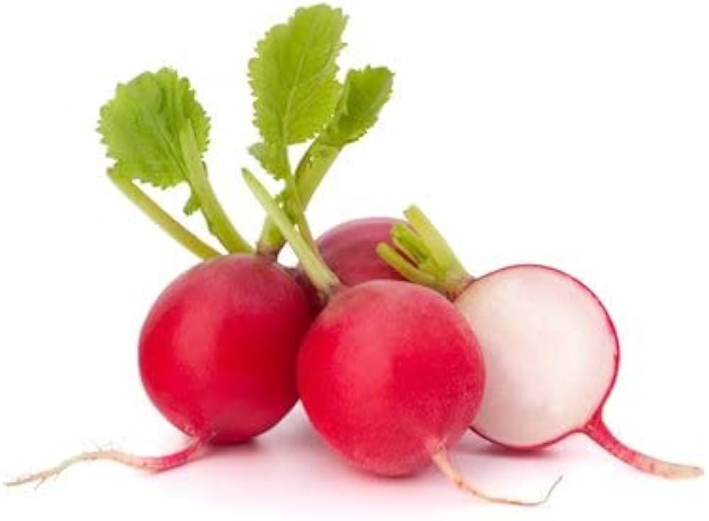 Celesta Ravanello Raphanus Sativus Seeds for Planting - Great for Flower Bed & Vegetable Patch