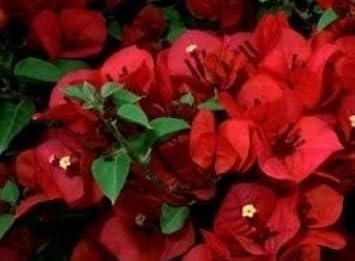 Peach Hoya Flower Seeds – Cut Flower Favorite Heirloom & NonGMO Seeds for Planting Home Garden
Sale for planting in home garden