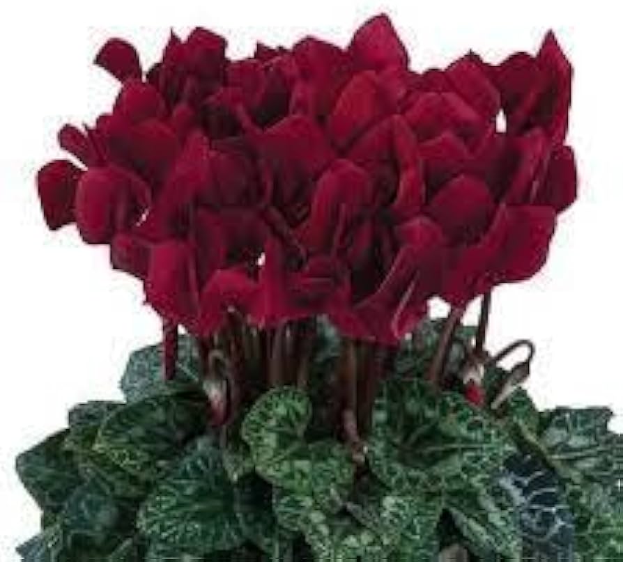 Cyclamen Cyclamen spp. for planting in indoor garden