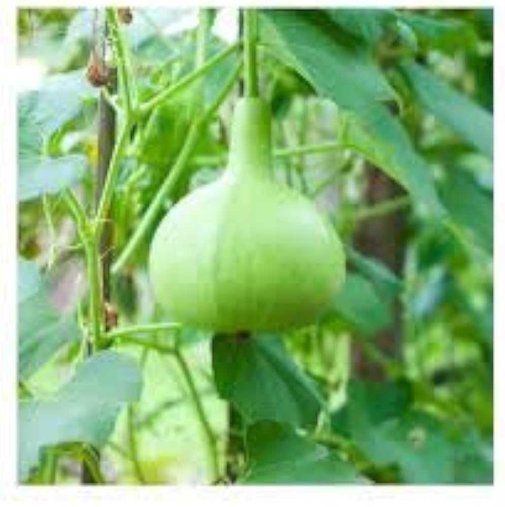 Round Bottle Gourd Vegetable Planting Seeds
