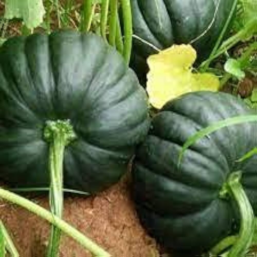 Black Pumpkin Seeds for Planting: Grow Your Own Vegetable Harvest