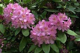 Catawba Rhododendron Rhododendron catawbiense Seeds for Planting in Flower Bed & Garden