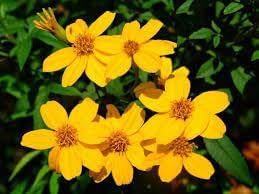 Lemmonii Flower seeds blooming in flower beds, containers, borders, and pollinator-friendly gardens