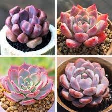Echeveria Flowering Flower seeds for Planting - Vibrant Colors, Heirloom & GMO Free Seeds for Home Garden
Sale seeds for home garden