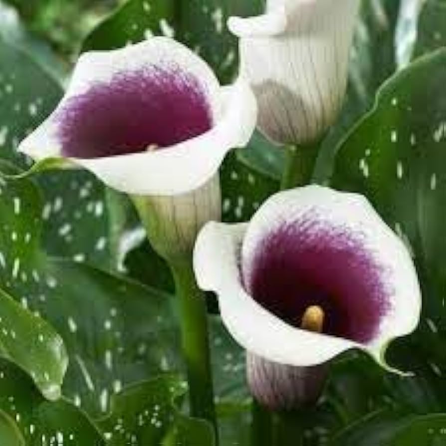 Calla Lily Zantedeschia spp. Seeds for Planting - Perfect for Flower Bed & Home Garden