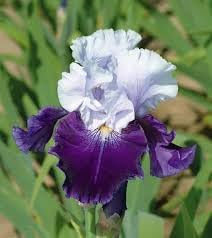 Iris Flower seeds for Planting - Premium Quality, Heirloom & GMO Free Seeds for Home Garden
Sale seeds for home garden