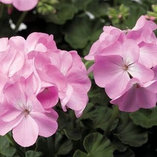 Light Pink Geraniums Flower seeds blooming in flower beds, containers, borders, and pollinator-friendly gardens