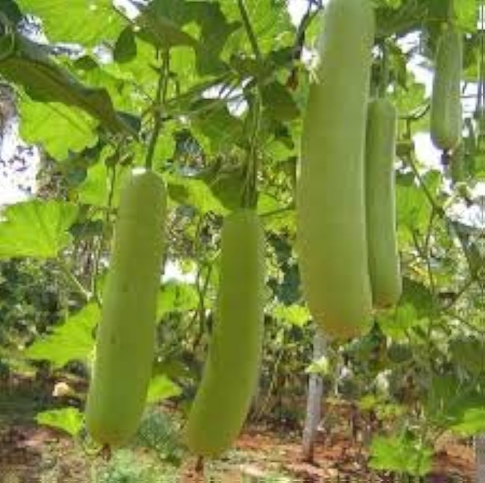 Bottle Gourd Lagenaria siceraria Vegetable Seeds for Planting
