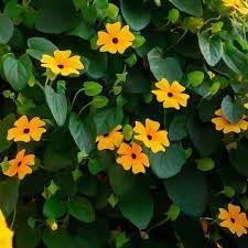 Heirloom Thunbergia Flower seeds for Planting Seasonal Bloomer Heirloom & GMO Free Seeds for Home Garden
Sale for planting in home garden