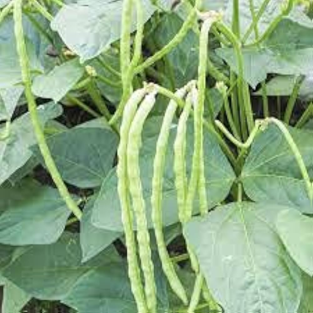 Blackeye Peas Seeds for Planting vegetable patch