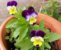 Heirloom Johnny Jump Up Flower seeds blooming in flower beds, containers, borders, and pollinator-friendly gardens
