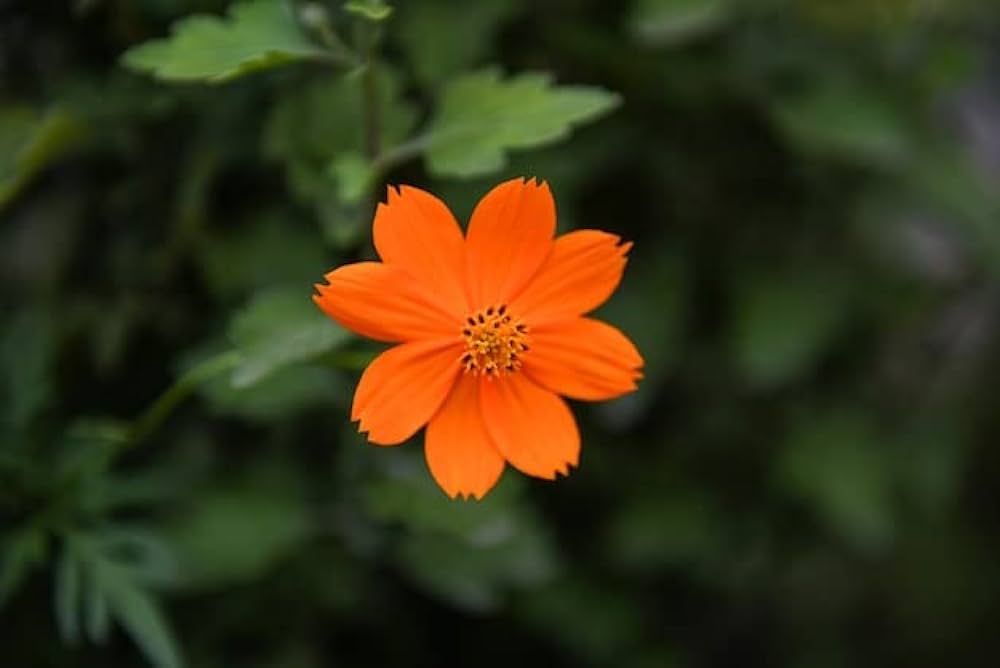 Cosmos Cosmic Orange Flower Seeds for Vibrant Orange Blooms in the Garden