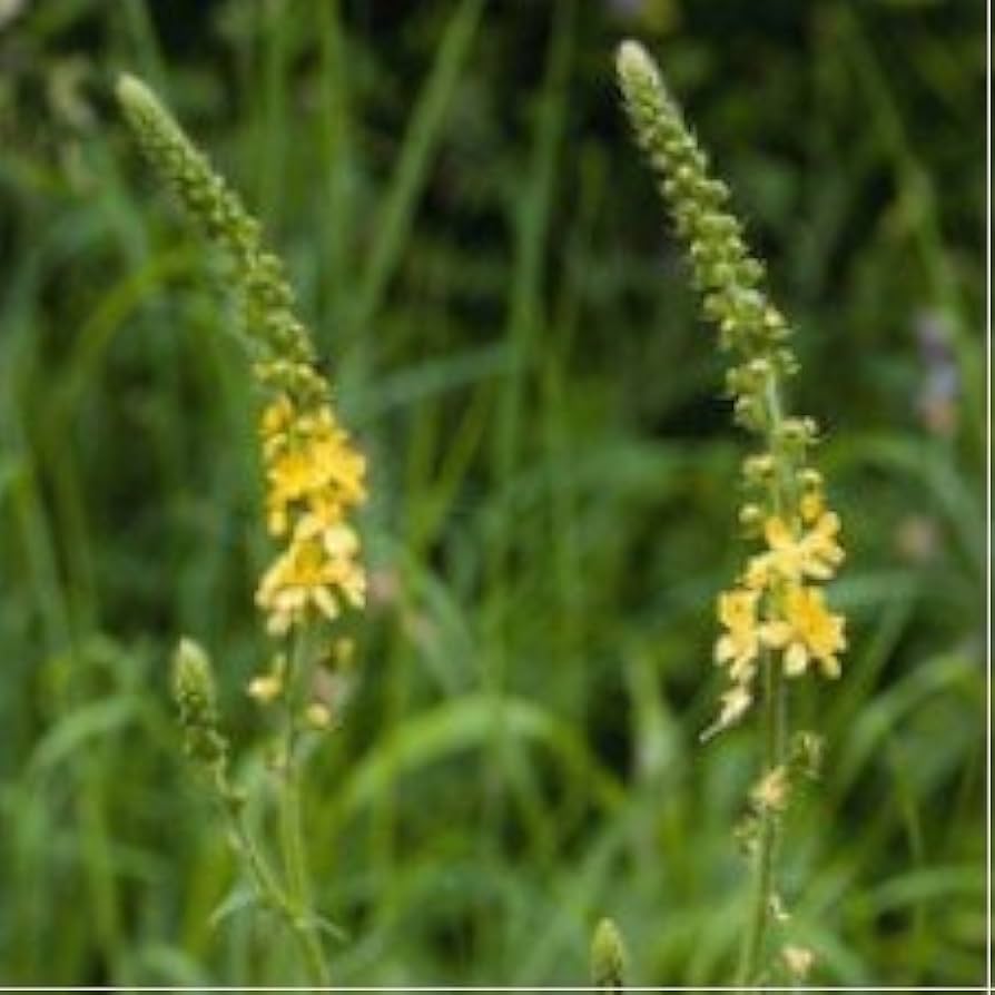 Agrimony Seeds for Planting Agrimonia eupatoria for wildflower meadows and herb gardens