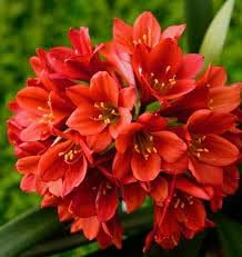 Miniata Flower seeds blooming in flower beds, containers, borders, and pollinator-friendly gardens