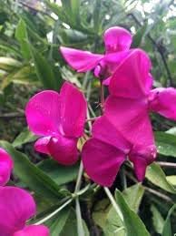 Everlasting Pea Flower seeds blooming in flower beds, containers, borders, and pollinator-friendly gardens