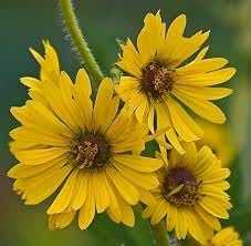 Spring Madia Flower seeds for Planting Low Maintenance Heirloom & GMO Free Seeds for Home Garden
Sale for planting in home garden