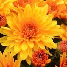 Chrysanthemum Flower seeds for Planting - Bright Blooms, Heirloom & GMO Free Seeds for Home Garden
Sale for planting in home garden.