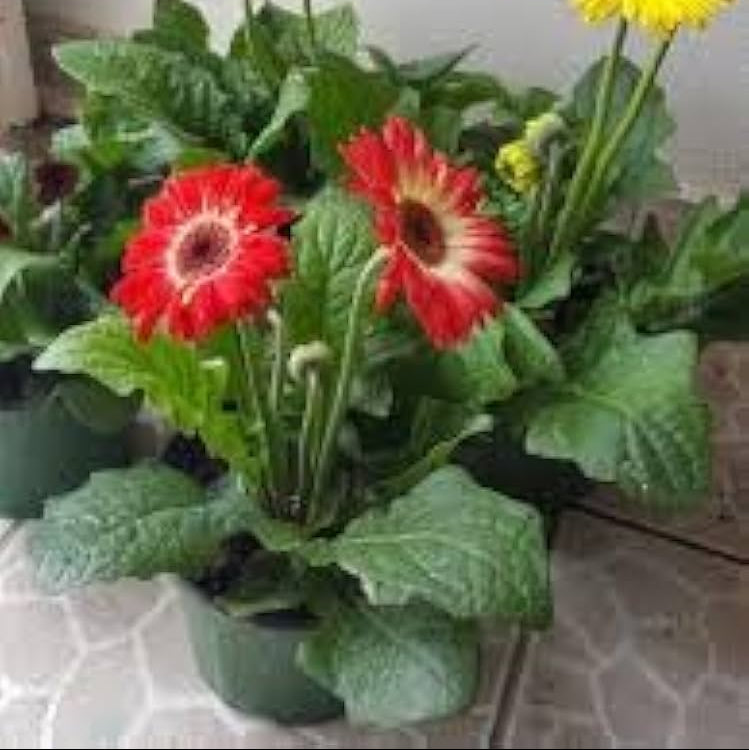 Hot Gerbera Seeds Chrysanthemum for bold, colorful flower blooms