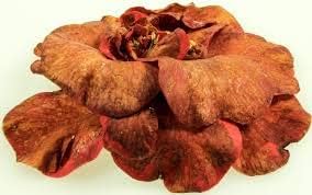 Brown Camellia Flower seeds for Planting - Easy to Grow, Heirloom & GMO Free Seeds for Home Garden
Sale for planting in home garden.