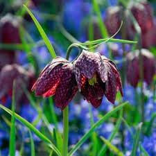 Fritillaria Flower seeds for Planting - Easy to Grow, Heirloom & GMO Free Seeds for Home Garden
Sale seeds for home garden