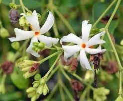 Coral Jasmine Flower seeds for Planting - Long Bloom Season, Heirloom & GMO Free Seeds for Home Garden
Sale seeds for home garden