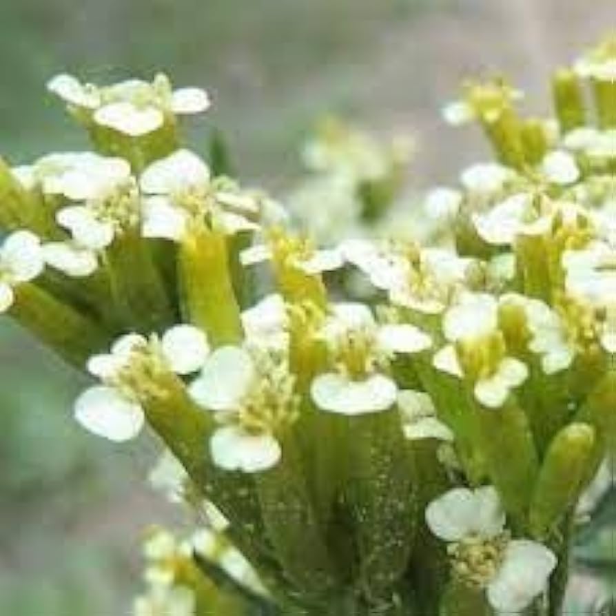Huacatay Flower seeds blooming in flower beds, containers, borders, and pollinator-friendly gardens