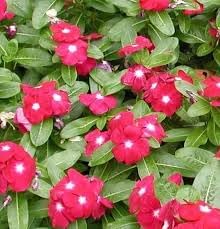 Linda Flower seeds blooming in flower beds, containers, borders, and pollinator-friendly gardens