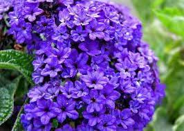 Heliotrope Flower seeds for Planting - Garden Favorite, Heirloom & GMO Free Seeds for Home Garden
Sale seeds for home garden