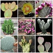 Samen Kakteen Flower seeds for Planting Sun Loving Heirloom & GMO Free Seeds for Home Garden
Sale for planting in home garden