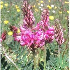 Heirloom Shoshone Flower seeds blooming in flower beds, containers, borders, and pollinator-friendly gardens