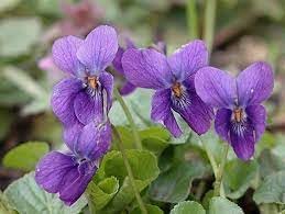 Viola Odorata Flower seeds for Planting - Vibrant Colors, Heirloom & GMO Free Seeds for Home Garden
Sale seeds for planting in home garden
