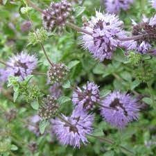 Pennyroyal Flower seeds blooming in flower beds, containers, borders, and pollinator-friendly gardens