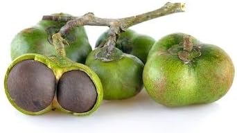 Green Tea Plant Seeds - Camellia Sinensis Also Known As Tree Best Selling