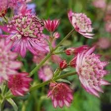 Masterwort Flower seeds blooming in flower beds, containers, borders, and pollinator-friendly gardens