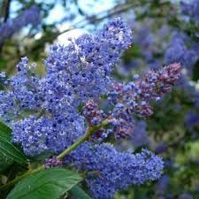 Integerrimus Flower seeds blooming in flower beds, containers, borders, and pollinator-friendly gardens