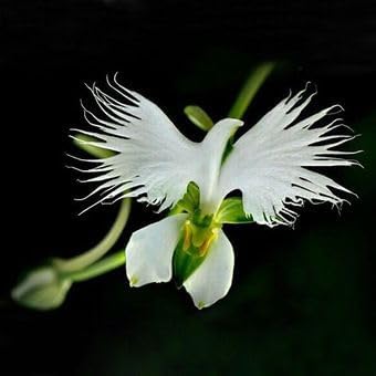 Japonesa Garza Flores Flower seeds blooming in flower beds, containers, borders, and pollinator-friendly gardens