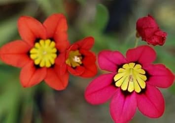 Blue Schlumbergera Flower Seeds for Planting Seasonal Bloomer Heirloom & GMO Free Seeds for Home Garden
Sale for planting in home garden