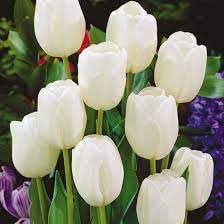 Tulip Flower seeds for Planting - Garden Favorite, Heirloom & GMO Free Seeds for Home Garden
Sale for planting in home garden.