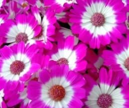 Purple Hoya Flower Seeds for Planting Cottage Garden Essential Heirloom & GMO Free Seeds for Home Garden
Sale for planting in home garden